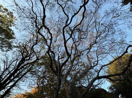 葉が散った木 木,冬の木,木の枝の写真素材