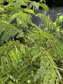 Early summer alder tree (young tree), JPG Early summer alder tree (young tree), JPG