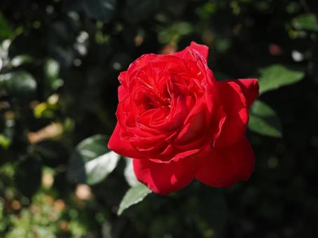 バラ園にて赤い薔薇を撮影しました バラ園にて赤い薔薇を撮影しましたの写真