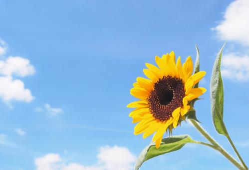 ひまわり ひまわり 夏,四季,壁紙の写真素材