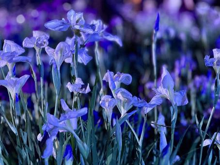 Horikiri Iris Garden at night Illuminated iris garden, JPG