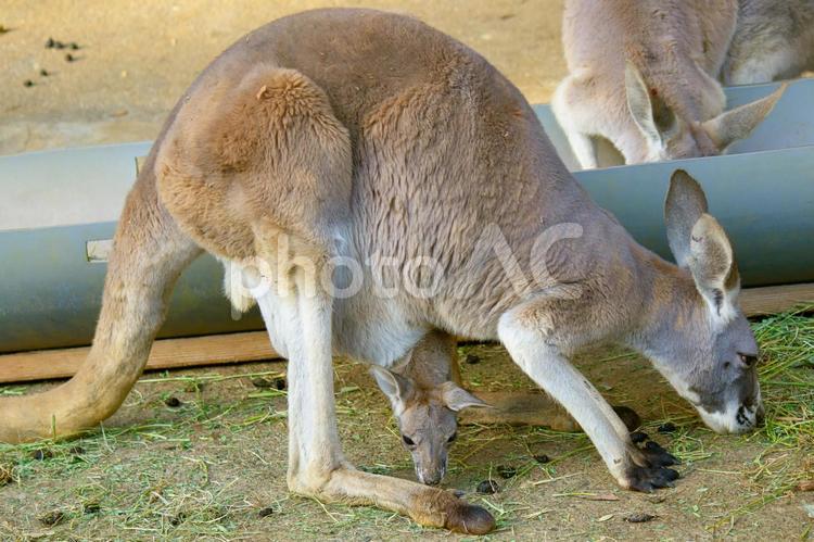 袋から顔を出すアカカンガルーの子供 アカカンガルー,カンガルー,子供の写真素材