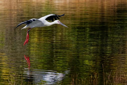 池の上を飛行するコウノトリ コウノトリ,鸛,幸せを運ぶ鳥の写真素材