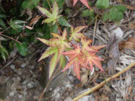 小さな秋見つけた_紅葉 小さな秋見つけた_紅葉の写真