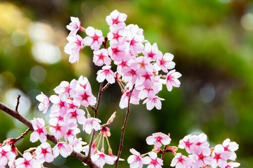 満開に咲き誇る陽光桜の美しい春景色 13 桜,さくら,サクラの写真素材