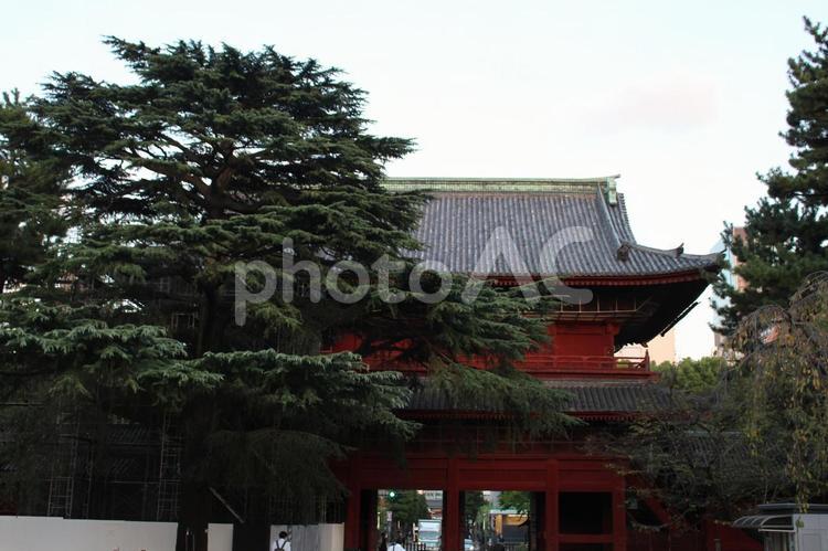 芝公園 公園,港区,木の写真素材