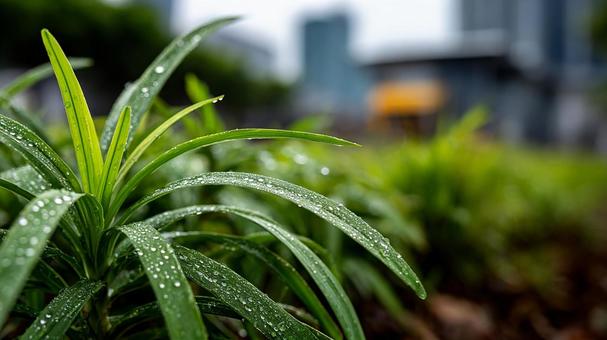 雨上がりのシトロネラ、水滴の写真