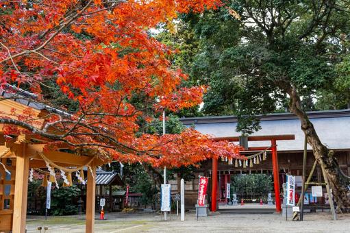 賀茂神社のモミジ⑷ 神社,賀茂神社,晩秋の写真素材