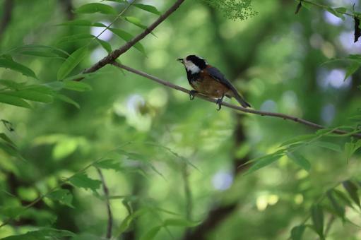 Photo, young leaves, woods, wood, 