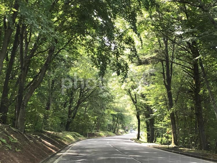 森林浴 緑のトンネル,森林浴,道路の写真素材