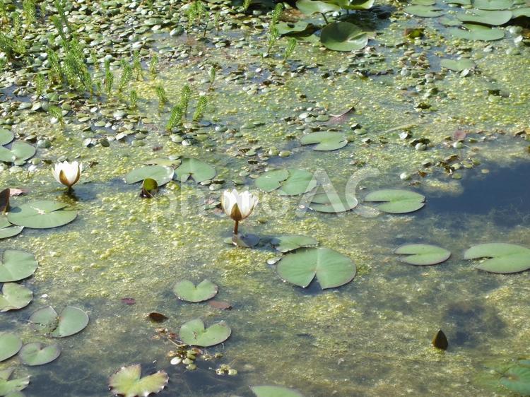 池の中に浮かぶスイレン スイレン,水生植物,花の写真素材