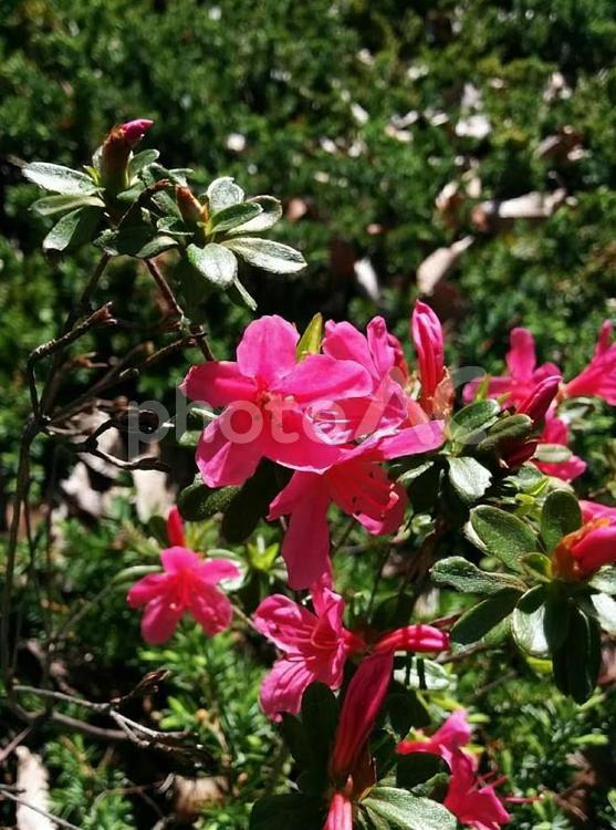 花　霧島　きりしま　キリシマ　霧島躑躅　キリシマツツジ　躑躅　つつじ　ツツジ　さつき　サツキ　アザレア　節度　慎み　恋の喜び 霧島,きりしま,キリシマの写真素材