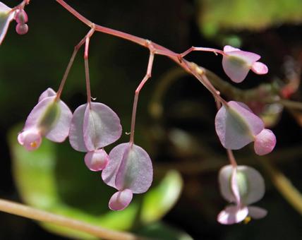 Photo, begonia, erythrophila, erythrophylla, 
