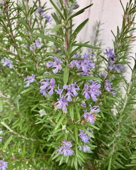 ローズマリーのお花 ローズマリー,花,ハーブの写真素材