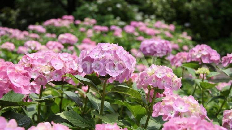 公園に全盛期を迎えるピンク色のアジサイ 紫陽花,アジサイ,壁紙の写真素材
