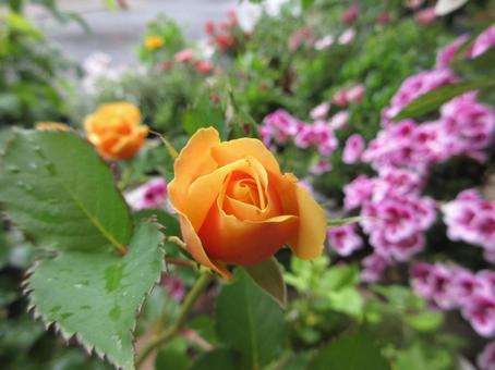 Orange Rose 05, JPG Orange Rose 05, JPG