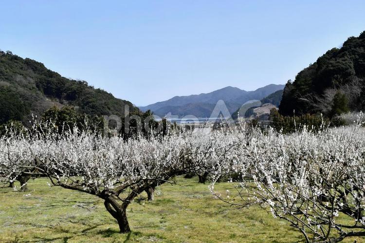 梅畑　梅花　山間　木々　湖 草,晴れ,天気の写真素材