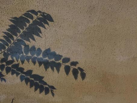 壁にうつる葉っぱの写真