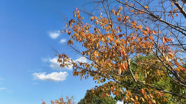 枯葉 紅葉,枯葉,空の写真素材