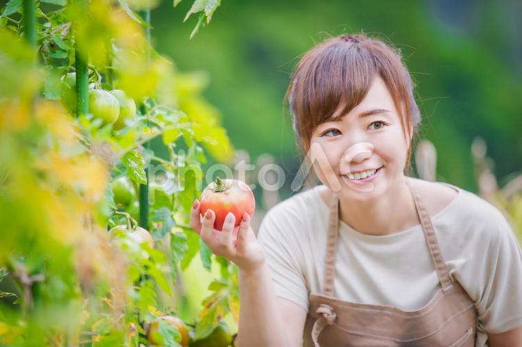 トマトを栽培する女性 家庭菜園,野菜,農業体験の写真素材