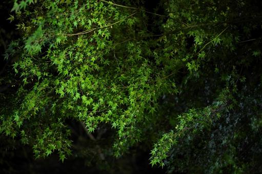 緑のもみじ ライトアップ 緑のもみじ ライトアップ もみじ,紅葉,葉の写真素材