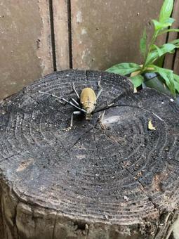 クワカミキリ虫 クワカミキリ虫の写真