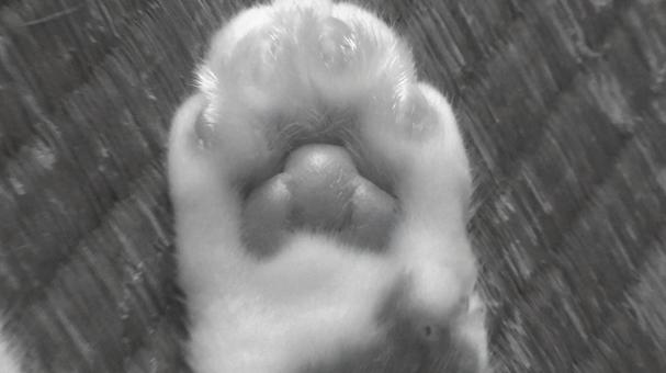 猫の掌モノクロ 猫の掌モノクロの写真