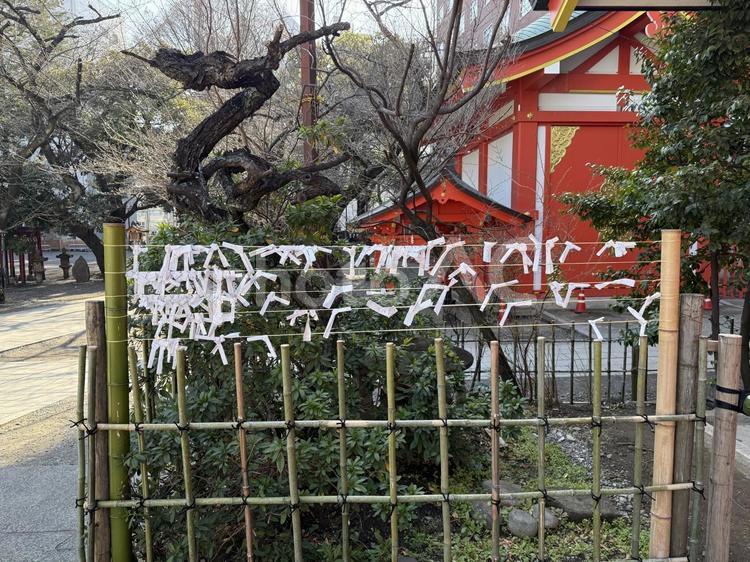 花園神社　おみくじ 花園神社,神社,神社仏閣の写真素材