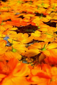 オレンジコスモスの写真