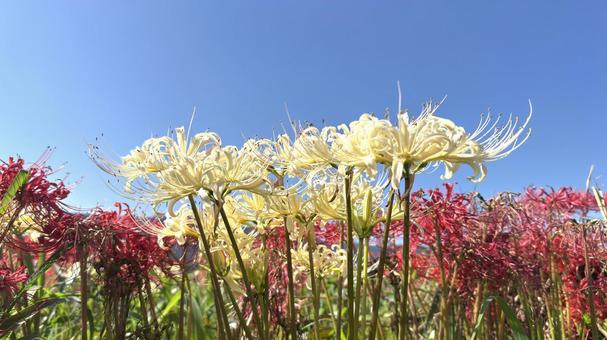 白い彼岸花3 白い彼岸花3の写真