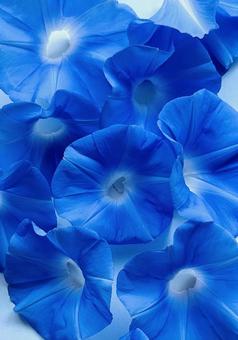 朝顔 朝顔,花,青いの写真素材