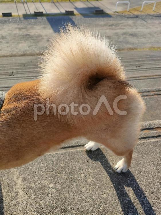 モフモフな尻尾の柴犬くるみです！ 犬,柴犬,シバの写真素材