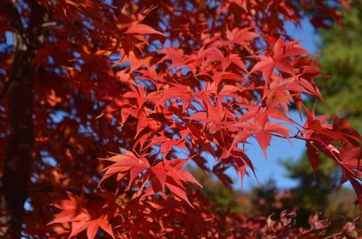 紅葉 紅葉の写真