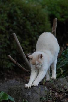 伸びる猫の写真