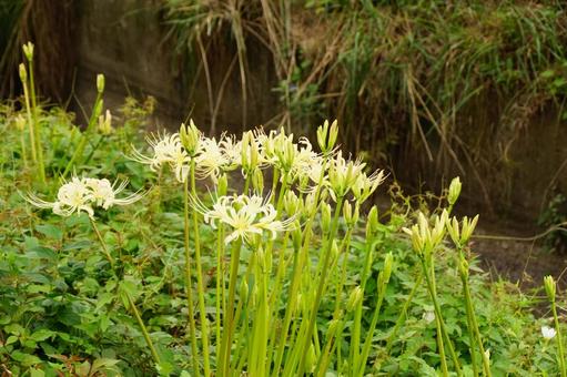 ヒガンバナ 彼岸花,白,植物の写真素材