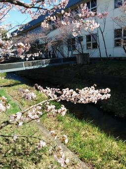 桜の木 日常 桜の木 日常 桜,サクラ,春の写真素材
