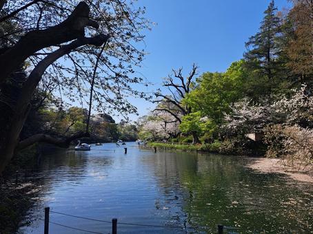 Photo, boat, natural, cherry blossoms, 