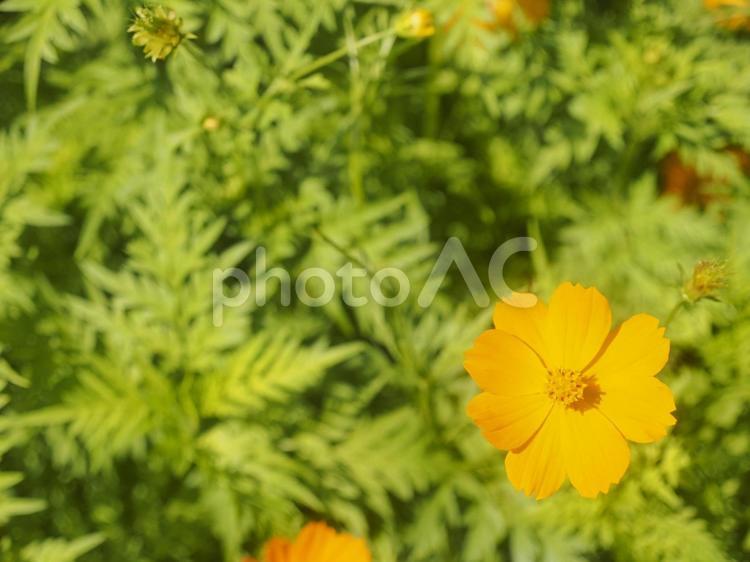オレンジのコスモス（沖縄県那覇市） コスモス,花,オレンジの写真素材