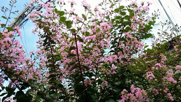 サルスベリの花 サルスベリの花の写真