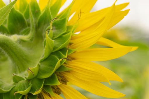 Photo, sunflower, from the back, back, 