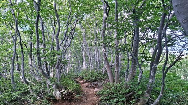 登山道のブナ林 登山道のブナ林の写真