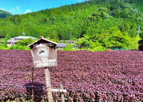 Perilla fields in Ohara, JPG Perilla fields in Ohara, JPG