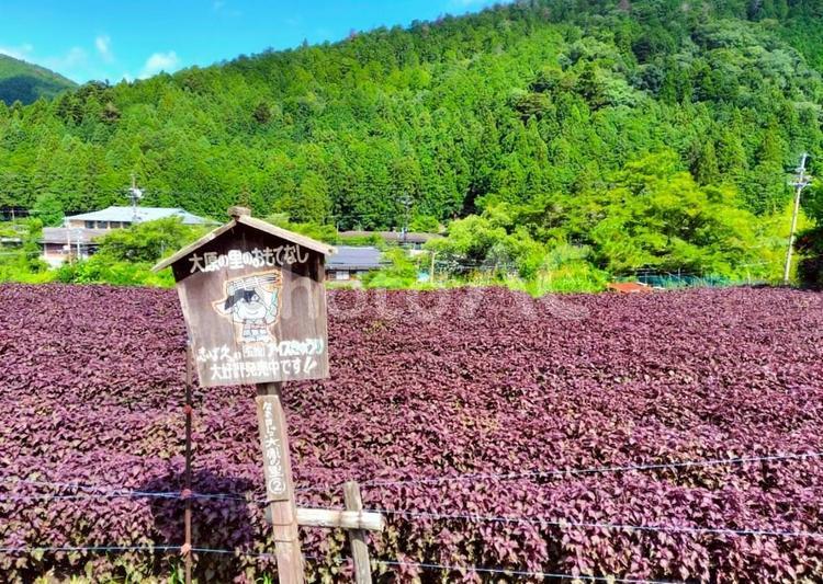 大原のシソ畑 大原,シソ畑,紫蘇の写真素材