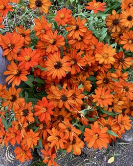 花★オレンジのジニア ジニア,オレンジ,フラワーの写真素材