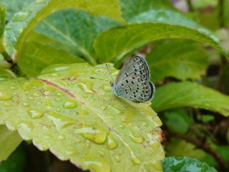 ヤマトシジミ ヤマトシジミ,虫,昆虫の写真素材