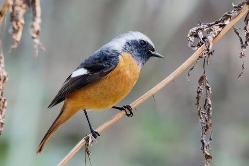 ジョウビタキ２ ジョウビタキ,鶲,オスの写真素材