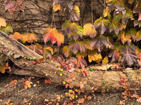 紅葉した蔦と丸太 秋,蔦,赤い蔦の写真素材