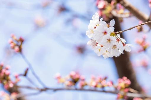 桜 桜の写真