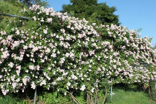ばら295 ばら295 バラ,rose,初夏の写真素材