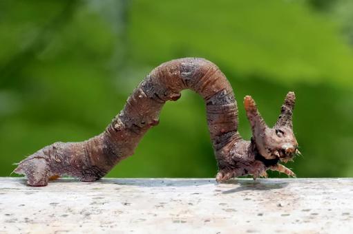 トビモンオオエダシャクの幼虫 トビモンオオエダシャク,エダシャク,シャクトリムシの写真素材